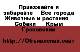 Приезжайте и забирайте. - Все города Животные и растения » Собаки   . Крым,Грэсовский